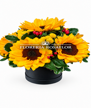 Box de girasoles